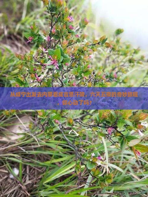 咸宁到内蒙成吉思汗陵六日游