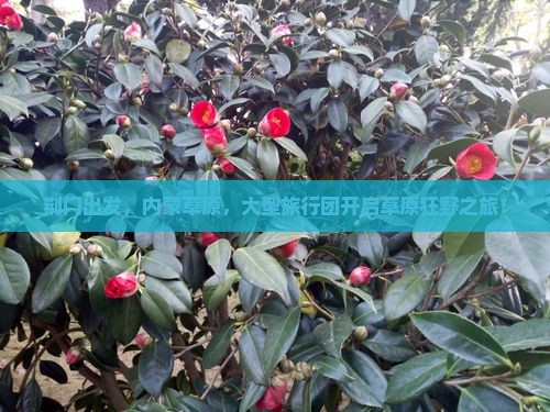 荆门到内蒙大型旅游团