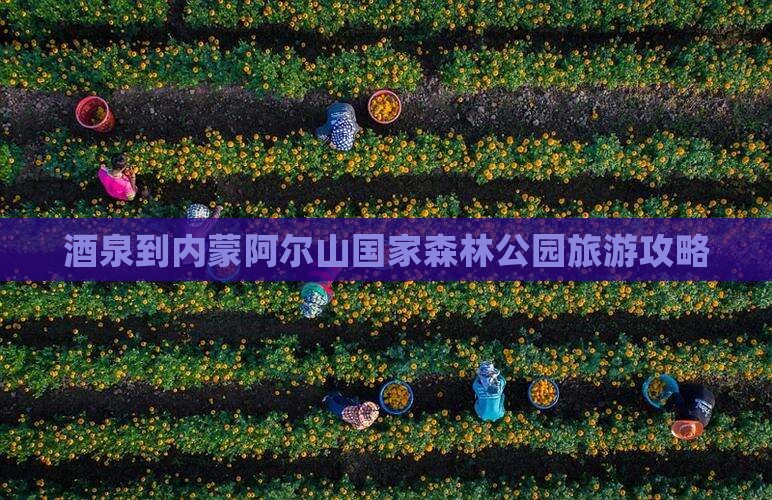 酒泉到内蒙阿尔山国家森林公园旅游