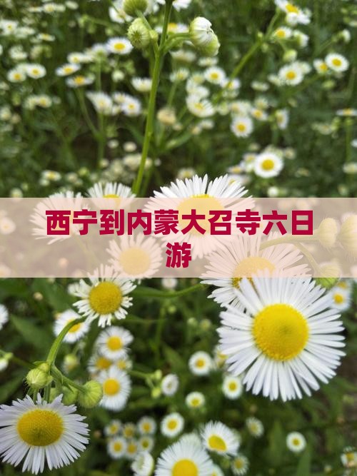 西宁到内蒙大召寺六日游