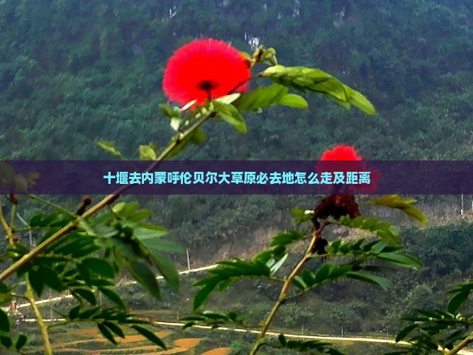 十堰去内蒙呼伦贝尔大草原必去地