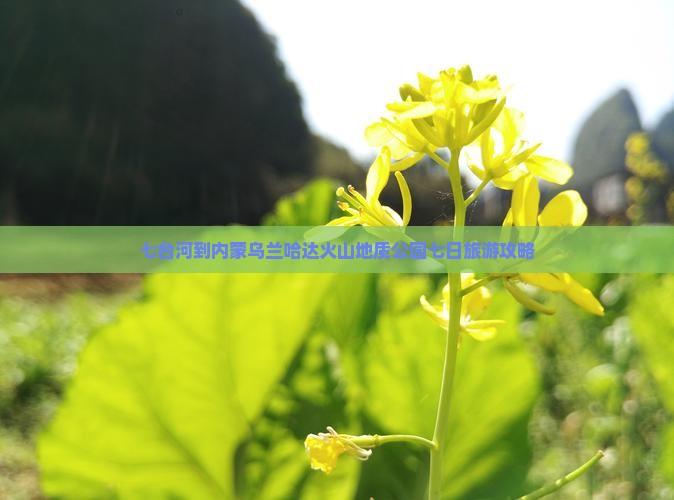 七台河到内蒙乌兰哈达火山地质公园七日游