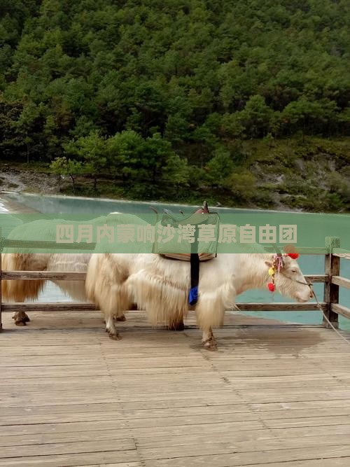 四月到内蒙响沙湾自由团