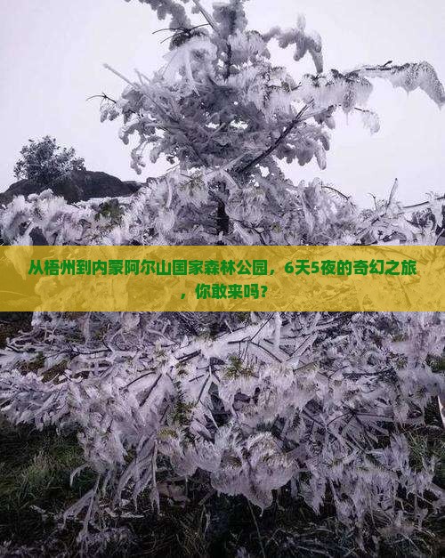 梧州到内蒙阿尔山国家森林公园六日游