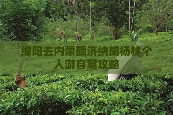 绵阳去内蒙额济纳胡杨林个人游