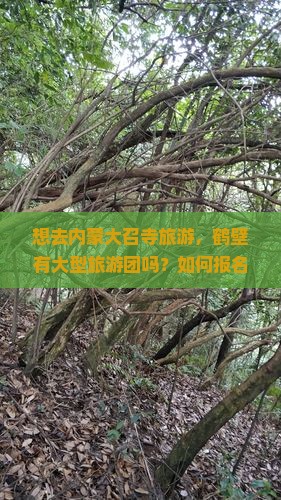 鹤壁去内蒙大召寺大型旅游团