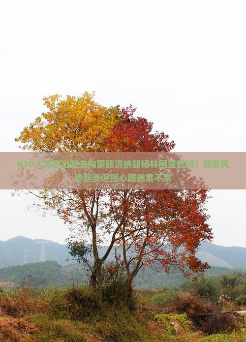 郑州去内蒙额济纳胡杨林大型旅游团