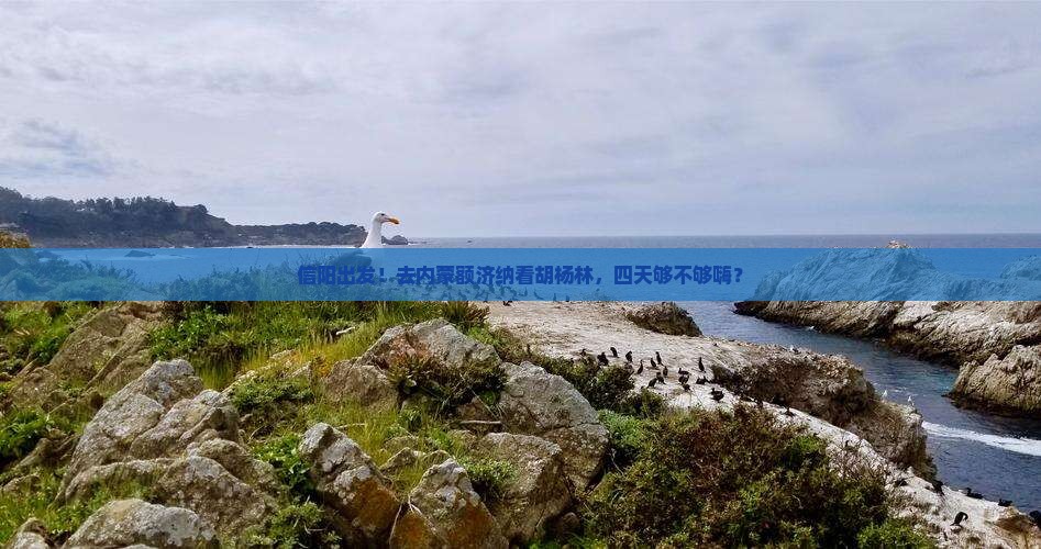 信阳去内蒙额济纳胡杨林四日游