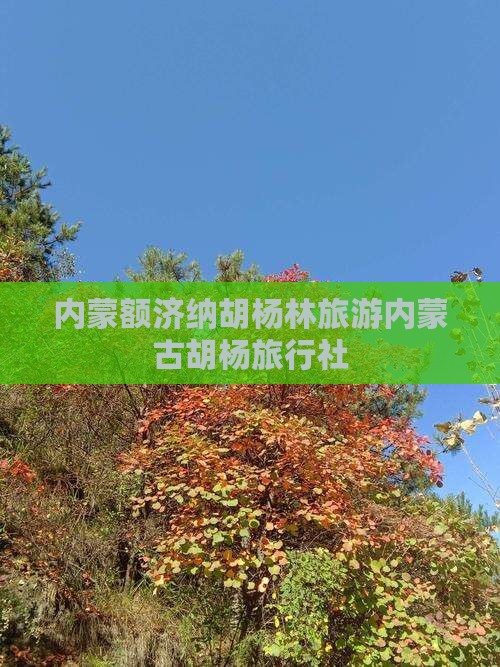 乌海市到内蒙额济纳胡杨林旅行社