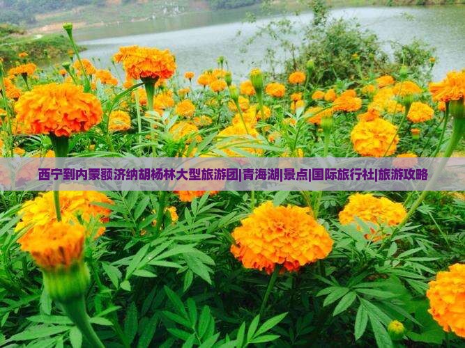 西宁到内蒙额济纳胡杨林大型旅游团|青海湖|景点|国际旅行社|旅游攻略