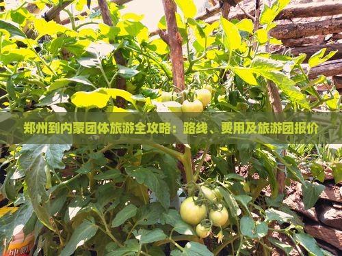 郑州到内蒙团体旅游全攻略：路线、费用及旅游团报价