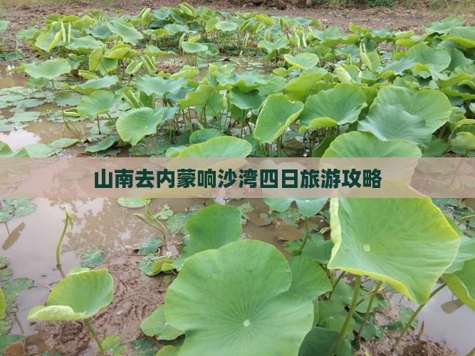 山南去内蒙响沙湾四日游