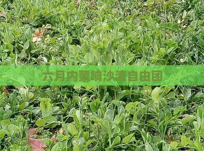 六月去内蒙响沙湾自由团 六月去内蒙响沙湾自由团