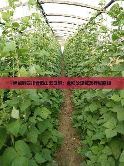 伊犁到四川青城山五日游：全程公里数及行程路线