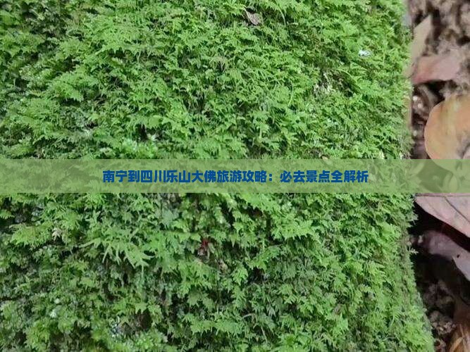 南宁到四川乐山大佛必去地