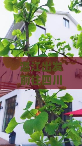 湛江出发前往四川峨眉山四日游详细攻略