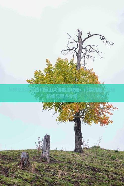 从林芝出发至四川乐山大佛旅游攻略：门票价格、交通路线与景点介绍