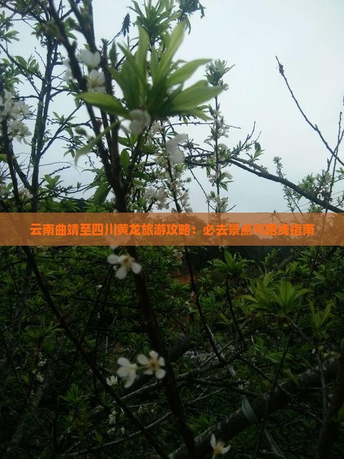 云南曲靖至四川黄龙旅游攻略：必去景点与路线指南
