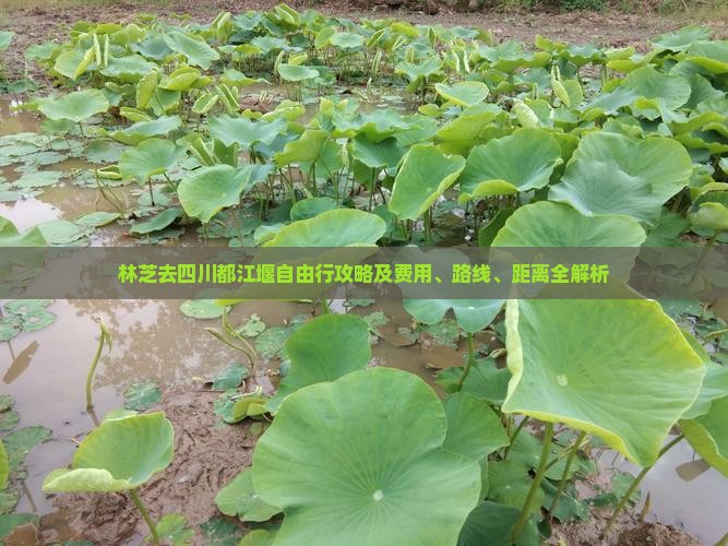 林芝去四川都江堰自由行攻略及费用、路线、距离全解析