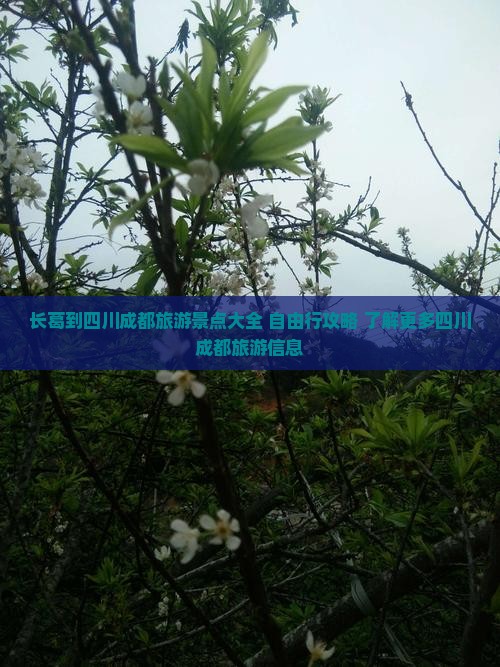 长葛到四川成都旅游景点大全 自由行攻略 了解更多四川成都旅游信息