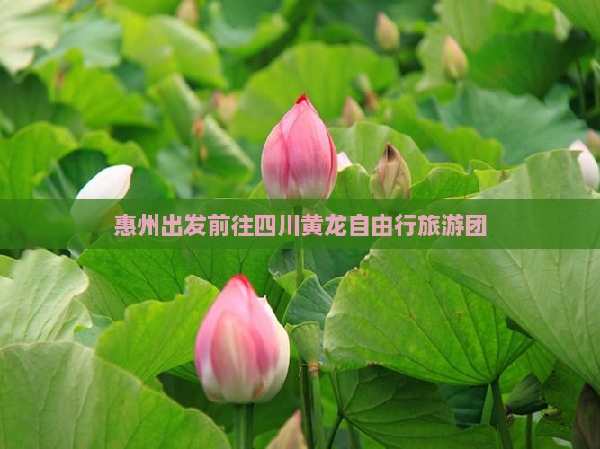 惠州出发前往四川黄龙自由行旅游团