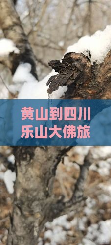 黄山到四川乐山大佛旅游攻略及门票信息