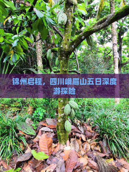 锦州启程，四川峨眉山五日深度游探险