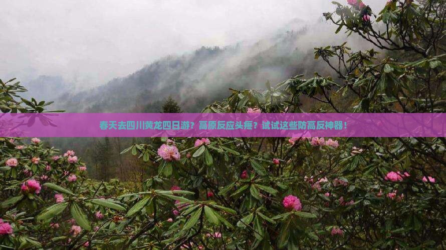 春天去四川黄龙四日游？高原反应头疼？试试这些防高反神器！