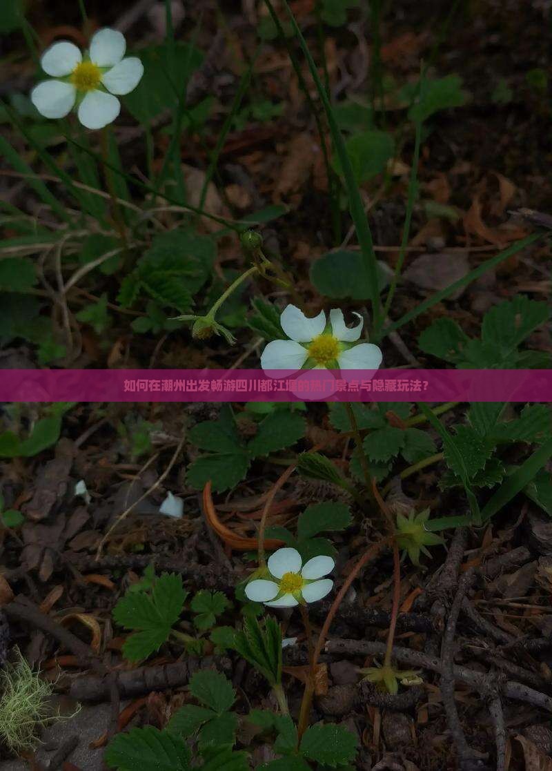 如何在潮州出发畅游四川都江堰的热门景点与隐藏玩法？