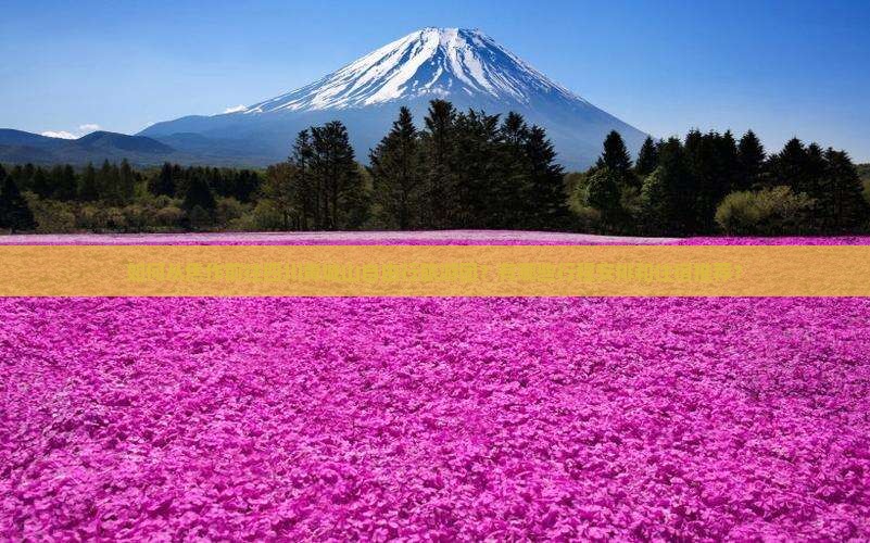 如何从焦作前往四川青城山自由行旅游团？有哪些行程安排和住宿推荐？