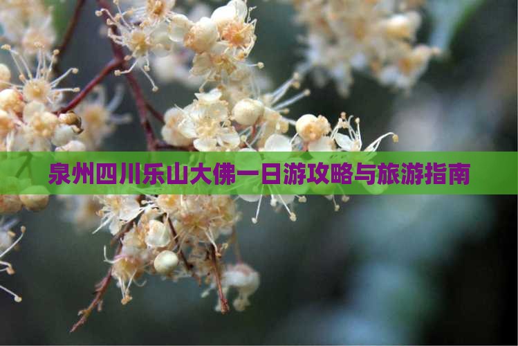 泉州去四川乐山大佛一日