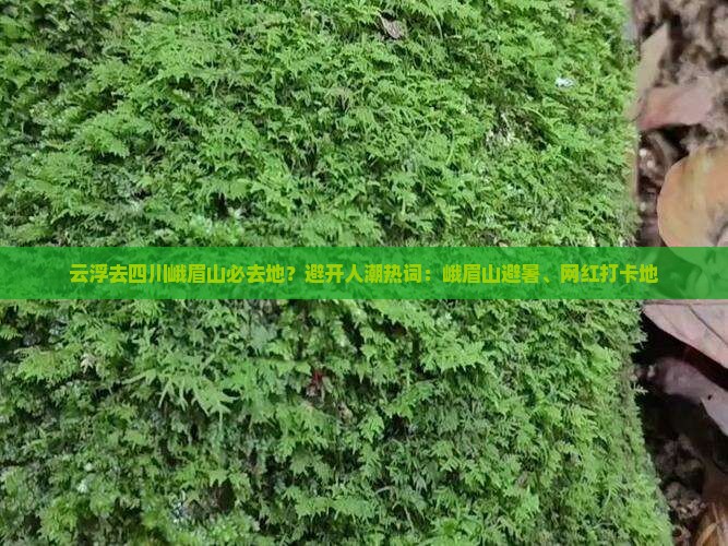 云浮去四川峨眉山必去地？避开人潮热词：峨眉山避暑、网红打卡地