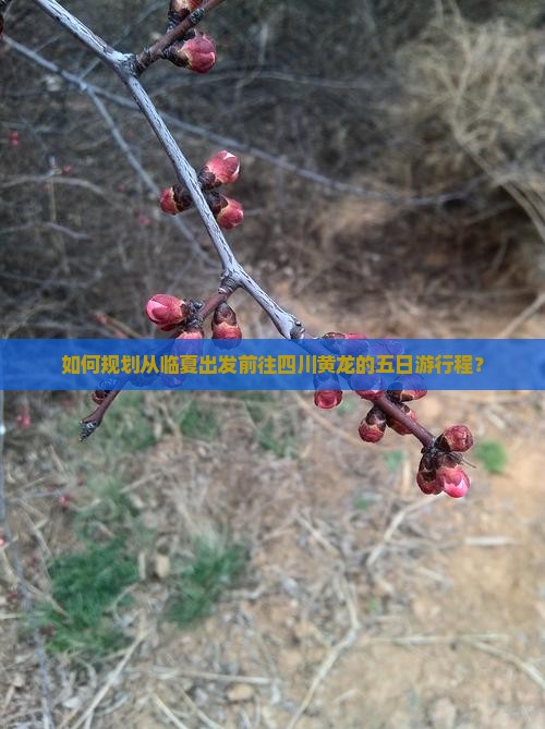 如何规划从临夏出发前往四川黄龙的五日游行程？