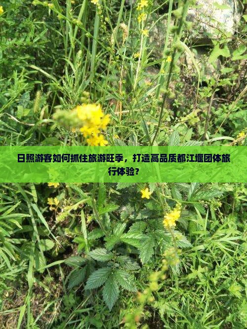 日照游客如何抓住旅游旺季，打造高品质都江堰团体旅行体验？