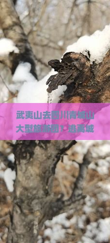 武夷山去四川青城山大型旅游团？逃离城市喧嚣，寻找心灵净土，限时优惠等你来！