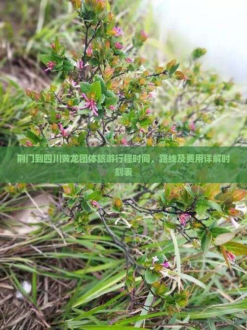 荆门到四川黄龙团体旅游行程时间、路线及费用详解时刻表