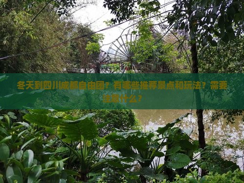 冬天到四川成都自由团？有哪些推荐景点和玩法？需要注意什么？