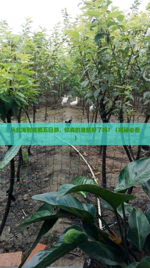 北海去四川成都五日游