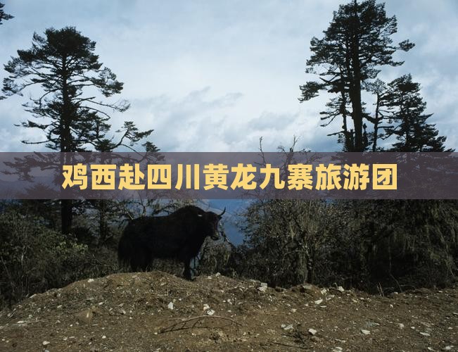 鸡西去四川黄龙大型旅游团