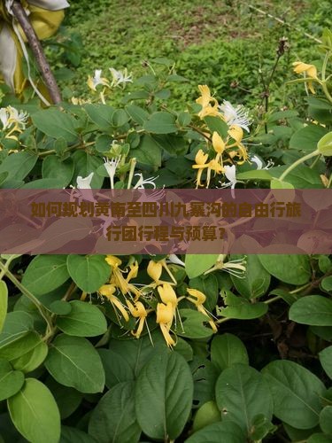 如何规划黄南至四川九寨沟的自由行旅行团行程与预算？
