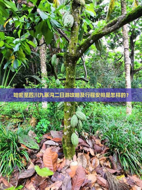 哈密至四川九寨沟二日游攻略及行程安排是怎样的？