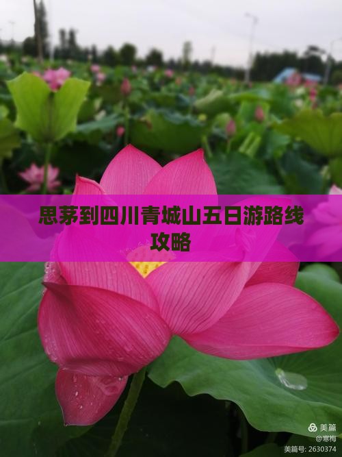 思茅到四川青城山五日游路线攻略