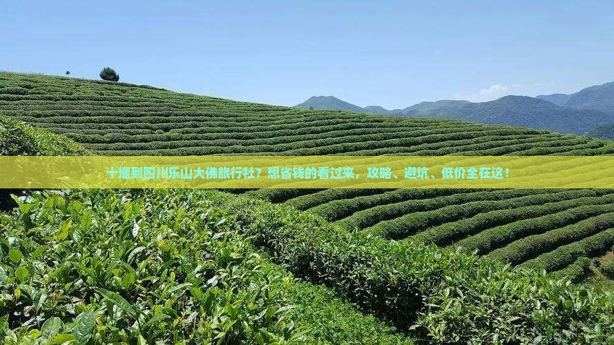 十堰到四川乐山大佛旅行社？想省钱的看过来，攻略、避坑、低价全在这！