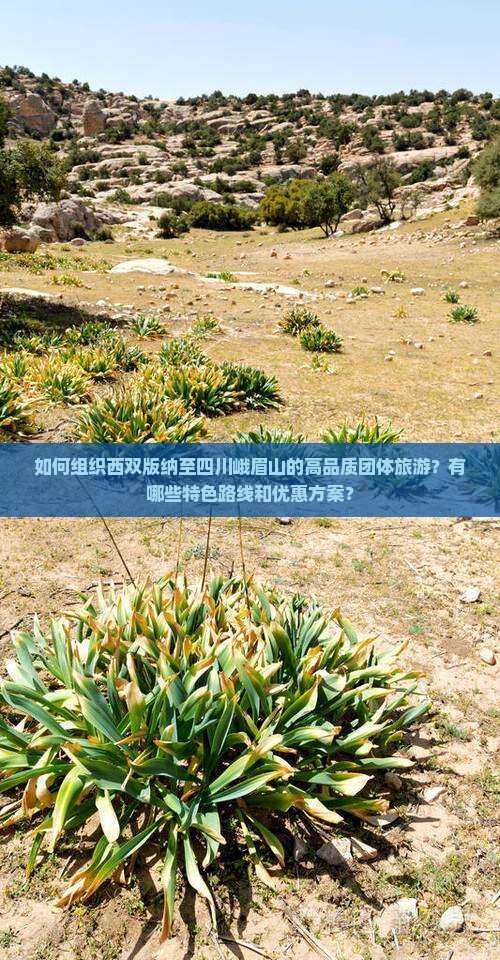 如何组织西双版纳至四川峨眉山的高品质团体旅游？有哪些特色路线和优惠方案？