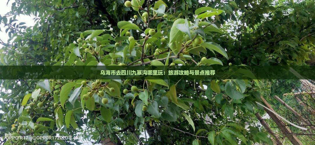 乌海市去四川九寨沟哪里玩：旅游攻略与景点推荐