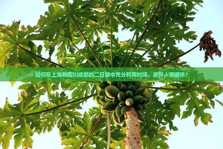 如何在上海到四川成都的二日游中充分利用时间，避开人潮拥挤？