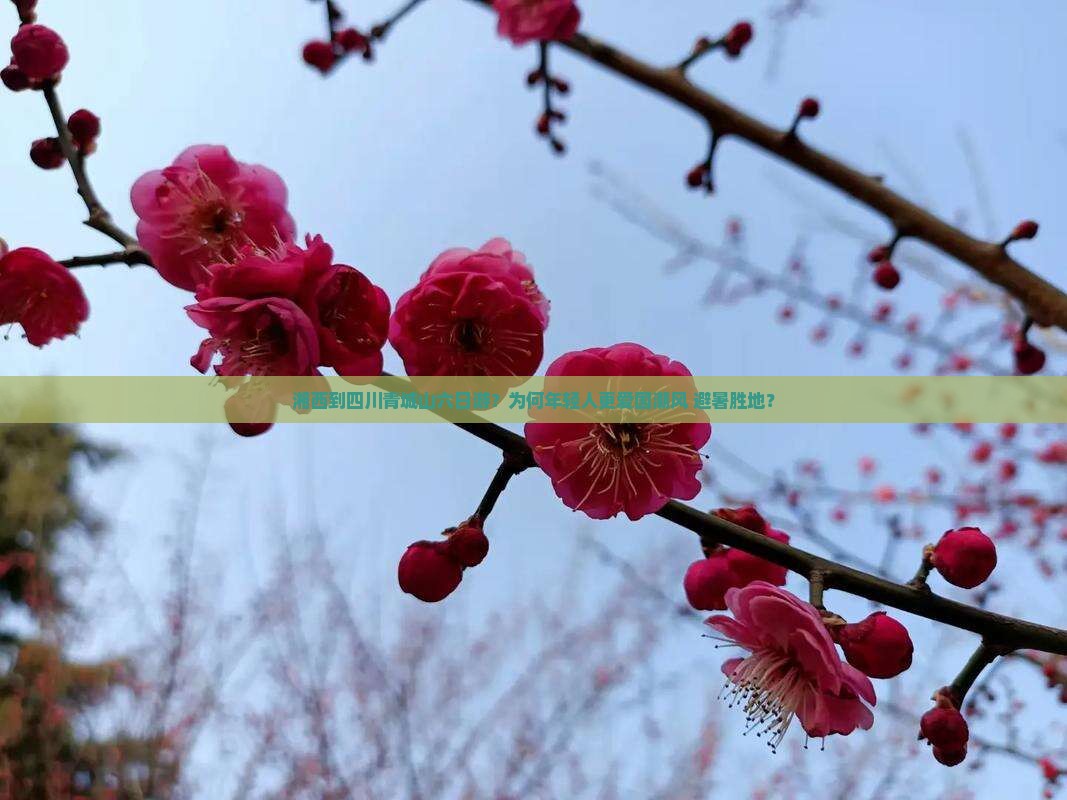 湘西到四川青城山六日游？为何年轻人更爱国潮风+避暑胜地？