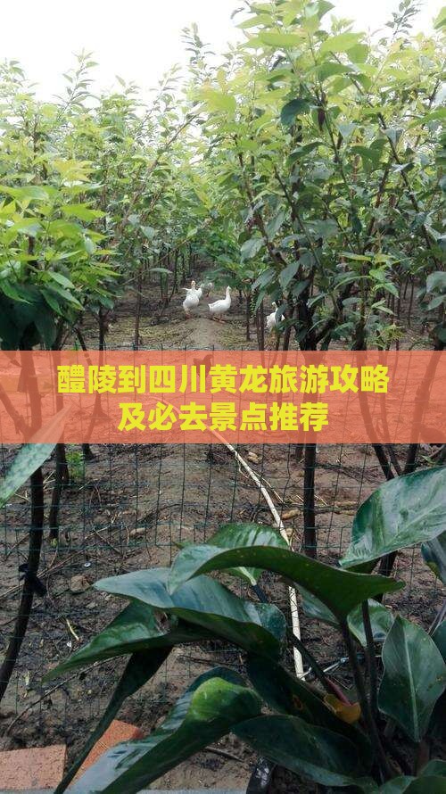 醴陵去四川黄龙自由行