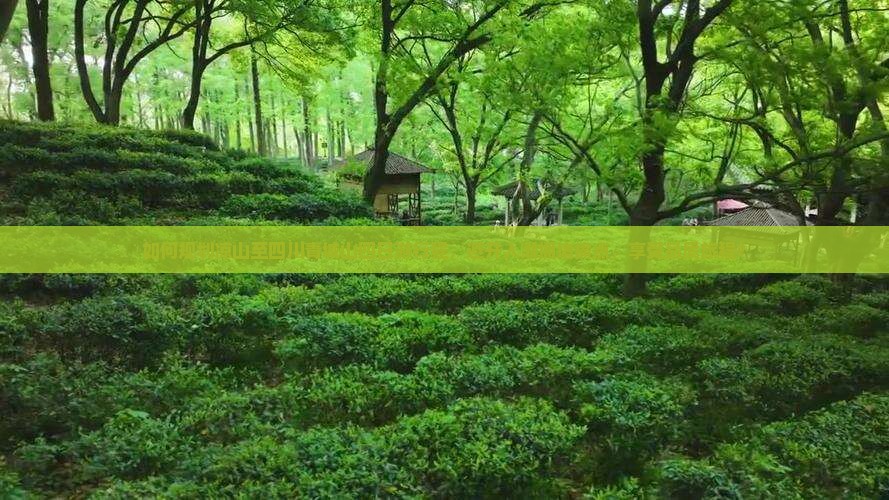 如何规划凉山至四川青城山四日游行程，避开人潮拥堵痛点，享受品质旅程？