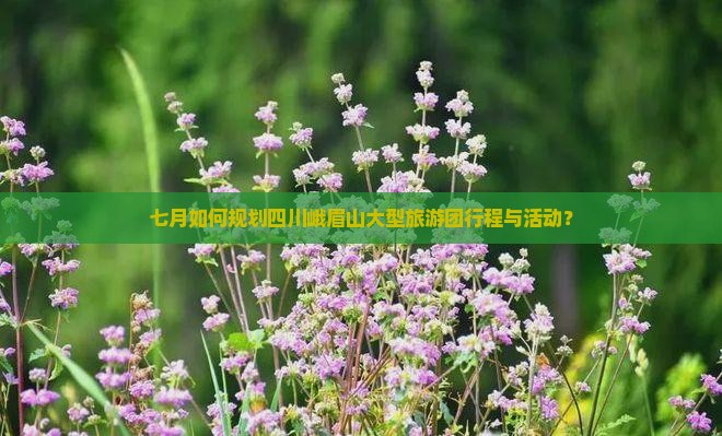 七月如何规划四川峨眉山大型旅游团行程与活动？